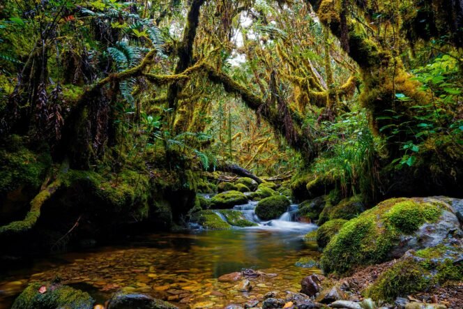 Pemerintah Komitmen Lindungi Kawasan Hutan Nasional