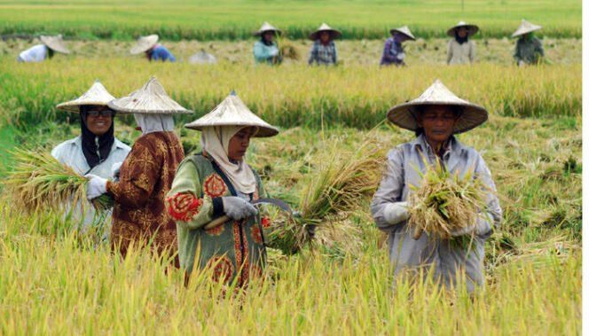 
					Ancaman Global Meningkat, Swasembada Pangan Jadi Prioritas Nasional