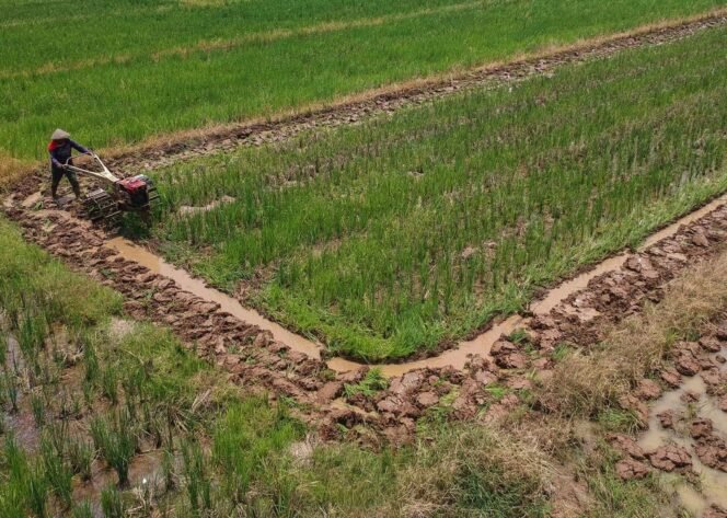 
					Ekonom Sebut Pemerintah Serius Wujudkan Swasembada Pangan dan Energi Kunci Kemandirian Nasional