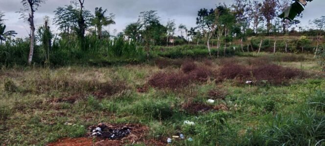 
					Pengalihan Tanah Terlantar Dorong Optimalisasi Lahan Produktif