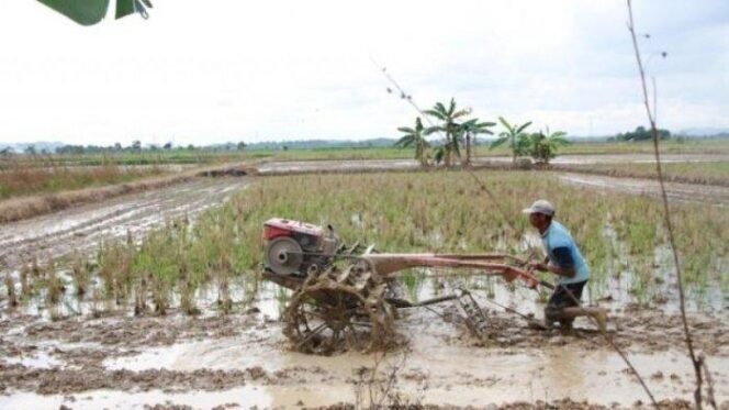 Surplus Beras 4,86 Juta Ton Menguatkan Ketahanan Pangan Nasional