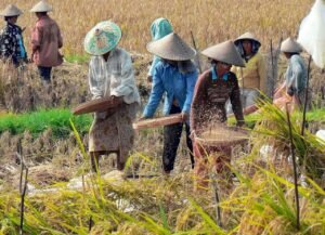 
					Setahun Pemerintahan Pragib: Produksi Beras Naik 12 Persen, Percepat Swasembada Pangan