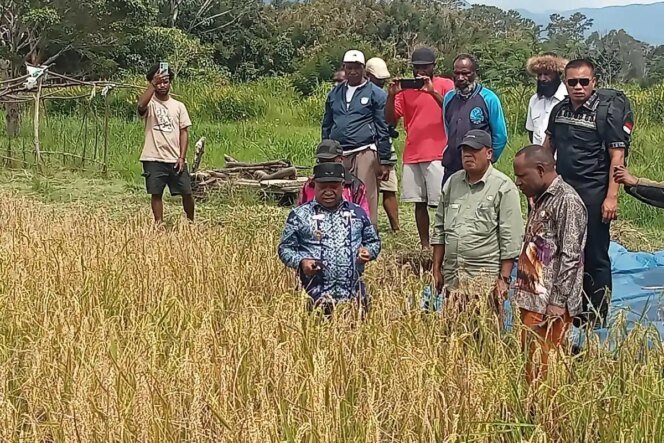 
					Ketahanan Pangan Papua Melesat, Pemerintah Perkuat Modernisasi Pertanian dan Peran Petani Muda