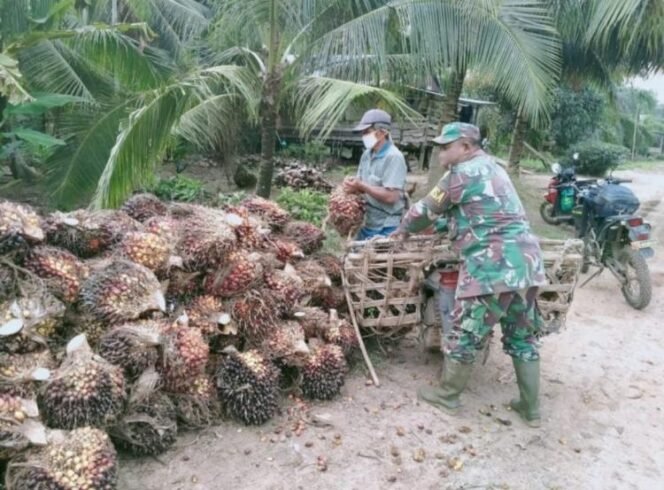 
					Penertiban Tambang dan Sawit Ilegal Diproyeksikan Tambah Rp142 Triliun Penerimaan Negara