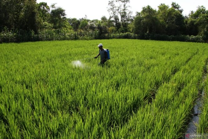 
					Apresiasi Langkah Terukur Pemerintah Antar Indonesia Menuju Swasembada Pangan