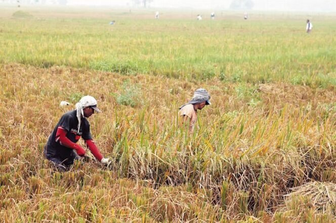 
					Swasembada Pangan Bukti Keberhasilan Strategi Ketahanan Nasional Pemerintahan Presiden Prabowo