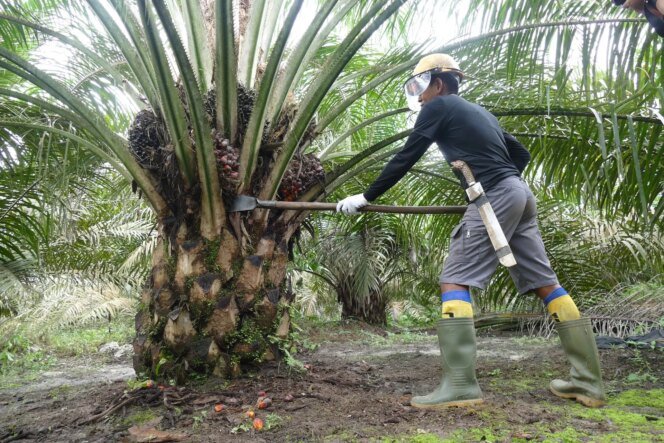 
					Hilirisasi Sawit dan Bauksit Tingkatkan Penyerapan Tenaga Kerja Indonesia