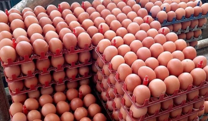 
					Pemerintah Perkuat Swasembada Protein melalui Hilirisasi Ayam Terintegrasi