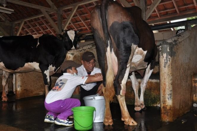 
					Hilirisasi Ayam Terintegrasi sebagai Jalan Swasembada Protein Nasional