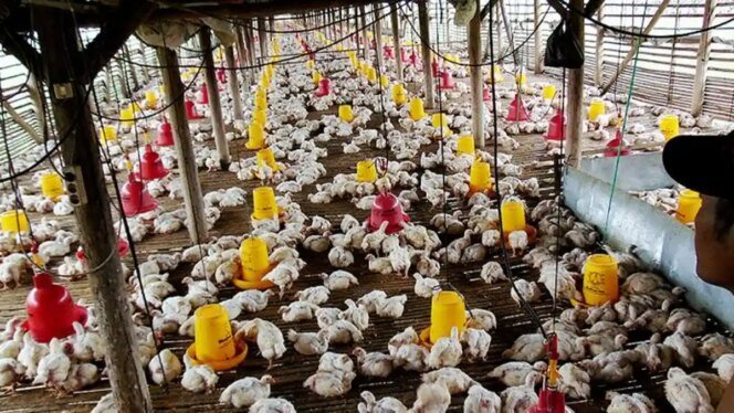 
					Program MBG Katalisator Positif bagi Industri Unggas