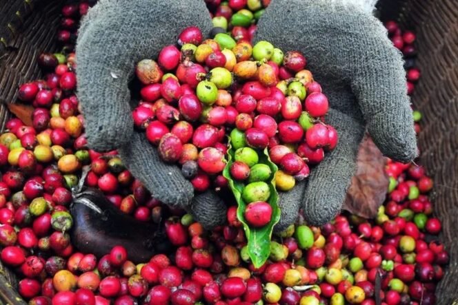 
					Komoditas Perkebunan Didorong Naik Kelas lewat Hilirisasi