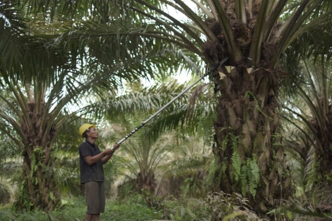 
					Hilirisasi Komoditas Perkebunan Rakyat Perkuat Ekonomi Nasional