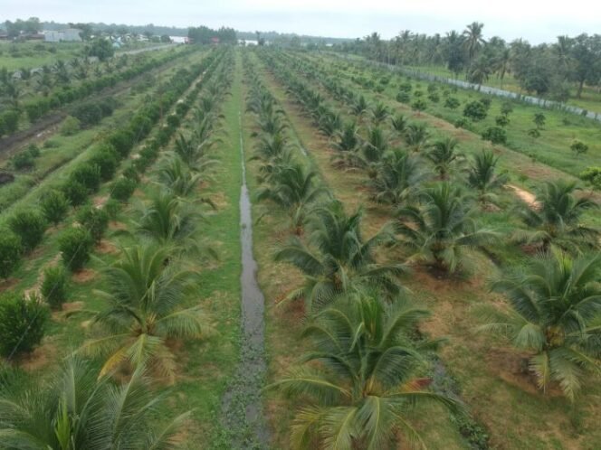 
					Hilirisasi dan Kebangkitan Ekonomi Berbasis Komoditas Rakyat