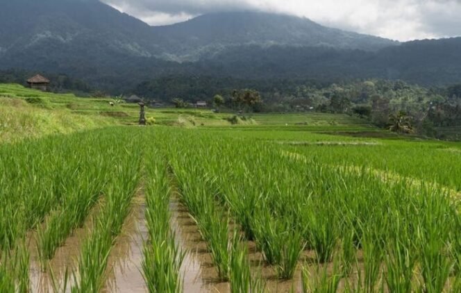 
					Menghadapi Tekanan Global dengan Swasembada Pangan