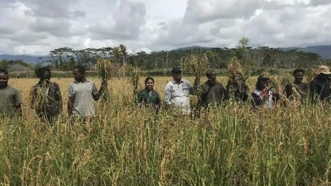 
					Sinergi Lintas Pihak Perkuat Ekosistem Pangan Papua untuk Sukseskan Program MBG