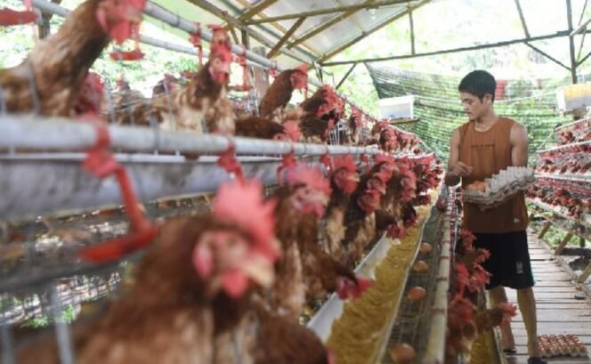 
					Pemerintah Integrasikan Pasokan Peternak Lokal ke Program MBG untuk Stabilisasi Harga