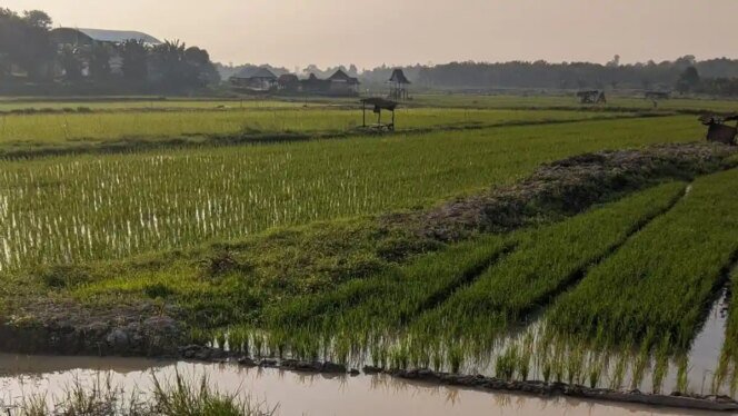 
					Ketahanan Pangan Desa Menjadi Fondasi Kemandirian Bangsa