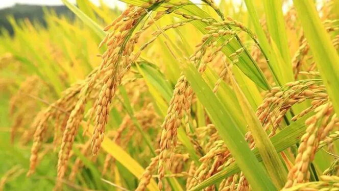 
					Ketahanan Pangan Jadi Prioritas, Pemerintah Perkuat Sawah, Gudang, dan Distribusi