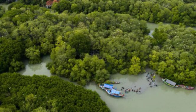 
					Biodiversity Credit dan Masa Depan Pembiayaan Ekonomi Hijau Indonesia