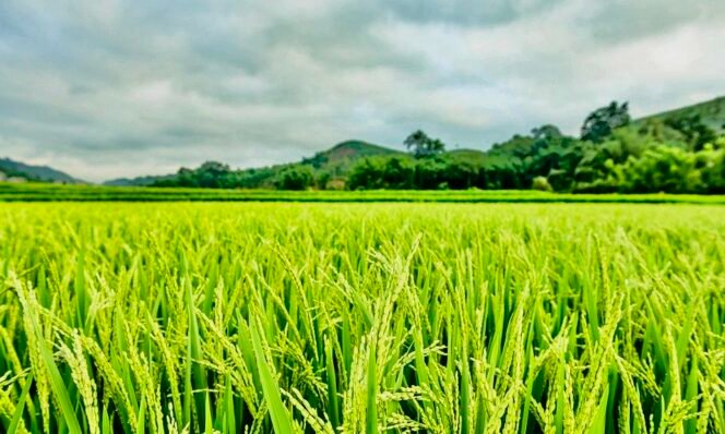 
					Sawah Terlindungi, Gudang Siap, Distribusi Lancar: Arah Baru Ketahanan Pangan