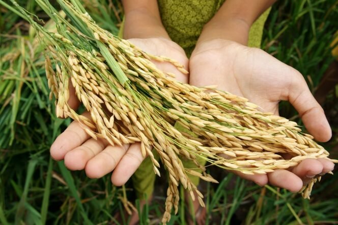 
					Ketahanan Pangan Bukan Wacana: Stok, Irigasi, dan Distribusi Bergerak Serentak