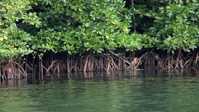 
					Ekonomi Hijau Diperkuat lewat Pemulihan Mangrove dan Pasar Karbon