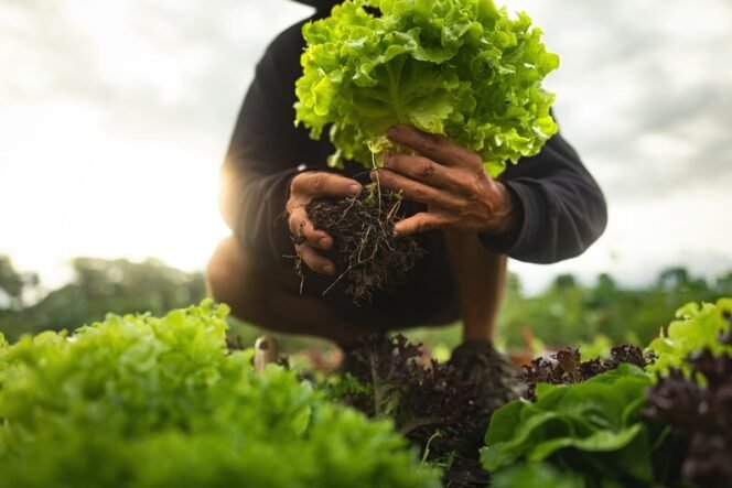 
					MBG Menggerakkan Ekonomi Daerah: Dari Piring Anak ke Pasar Petani