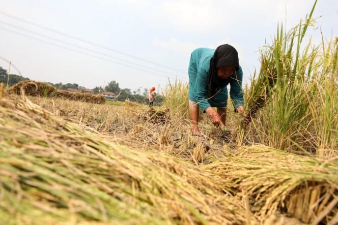 
					Peran Strategis Asuransi Pertanian dalam Menjaga Ketahanan Finansial Pahlawan Pangan