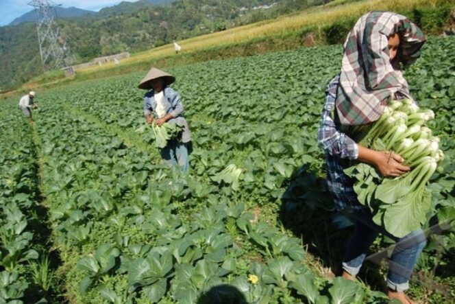 
					Pemerintah Perluas Dukungan Benih Padi Berkualitas untuk Dongkrak Hasil Panen