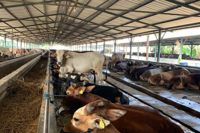 
					Pemerintah Bangun Lima Kawasan Peternakan untuk Perkuat Ketahanan Pangan