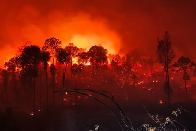 
					Pemerintah Larang Pembakaran Lahan karena Risiko Karhutla Meningkat Tinggi