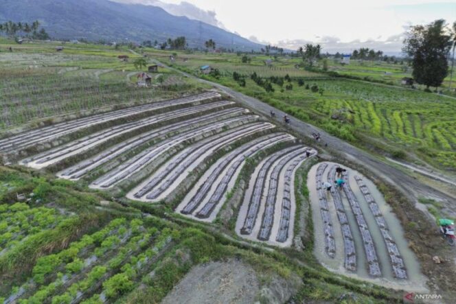 
					Perlindungan Lahan Pertanian Diperkuat, Kepastian Usaha Petani Makin Terjaga