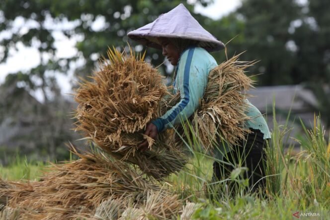 
					Dari Pupuk hingga Harga Panen, Pemerintah Perkuat Ekosistem Pertanian untuk Petani