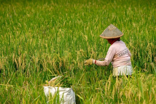
					Kedaulatan Pangan Menjawab Tantangan dari Sawah sampai Dapur Rakyat